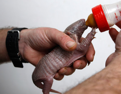 Armadillo+Baby.jpg