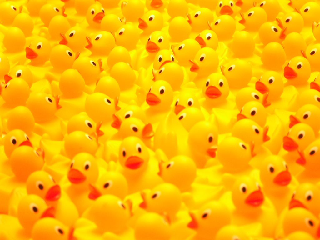 Rubber_ducks.jpg