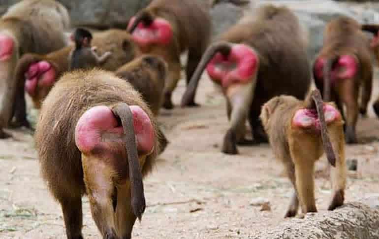 monkey-red-butt.jpg