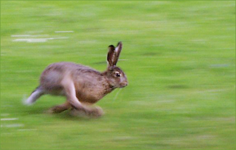 Running_hare.jpg