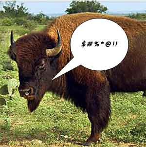 bison.jpg