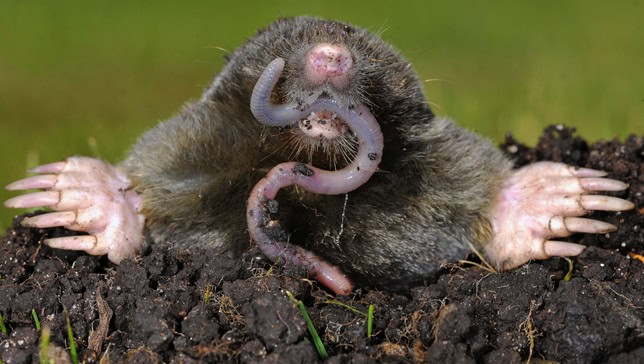 mole8.jpg