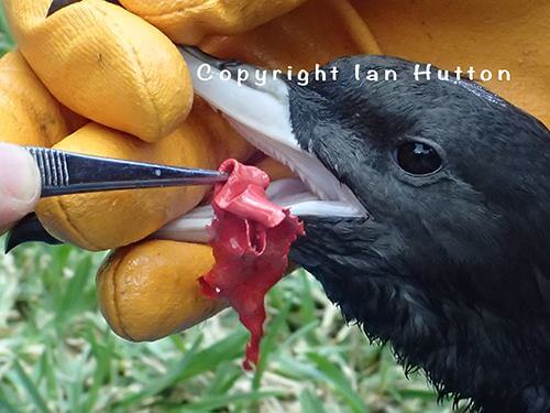 Shearwater.-balloon-Ian-Hutton-Australia.jpg