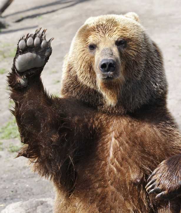waving-bear.jpg