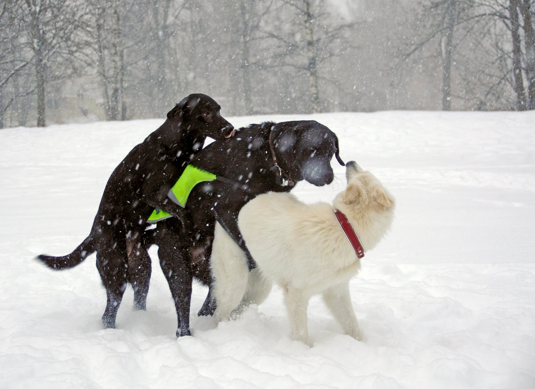 three-dogs-mounting.jpg