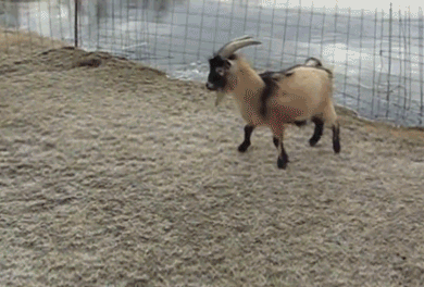 Goat-Slides-on-Ice.gif