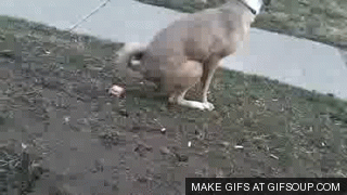 Dangling-Dog-Poop.gif