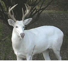albino-deer-buck2-b.jpg