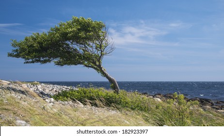 lonely-tree-bent-by-wind-260nw-182923397.jpg