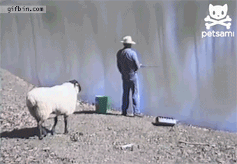 5f5ab7a7f97332ddfaef2802f7ede4ab.gif