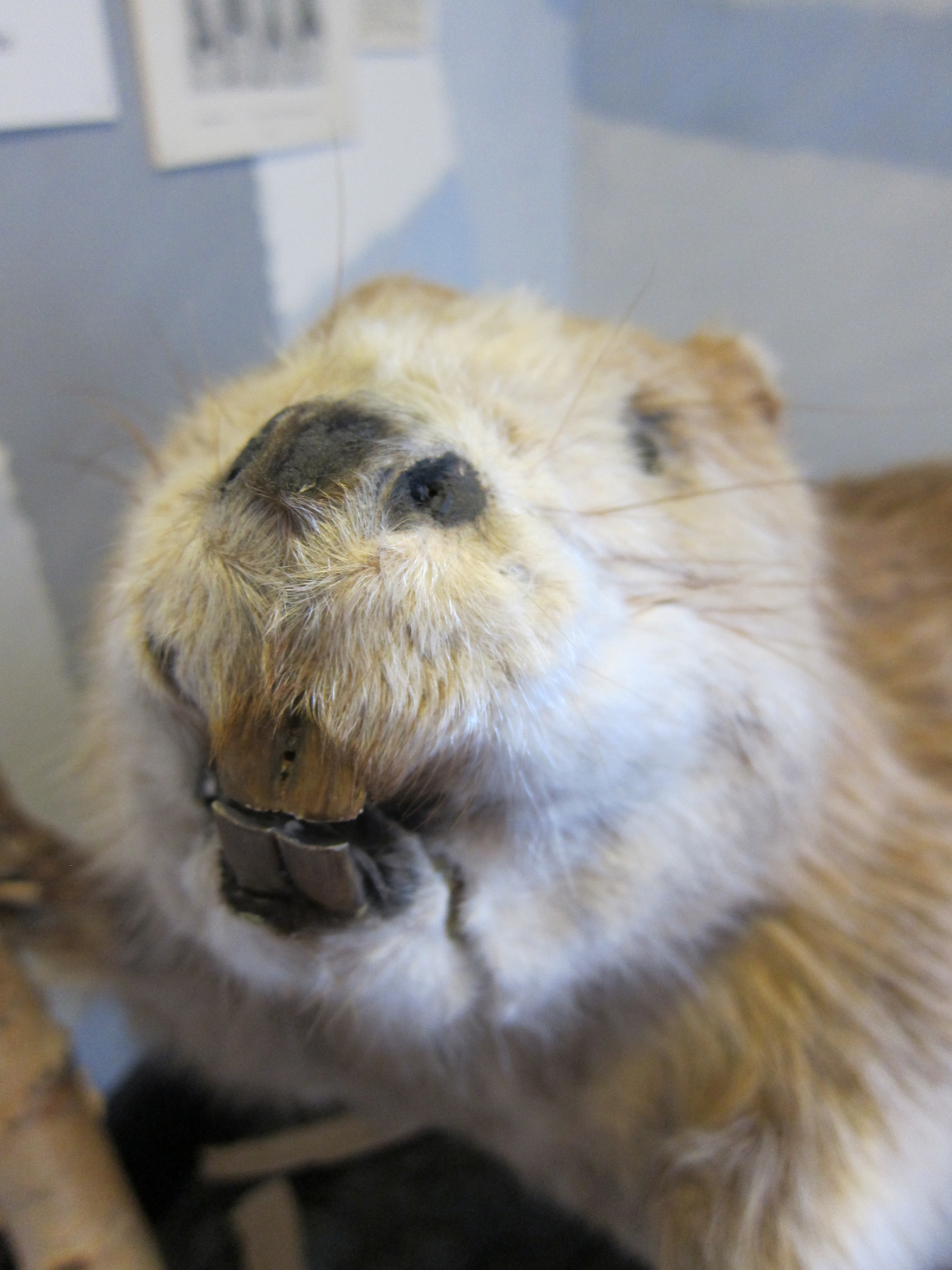 Beaver-teeth-Skogsmuseum.jpg