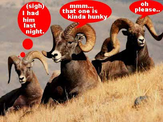 rams-1+copy.jpg